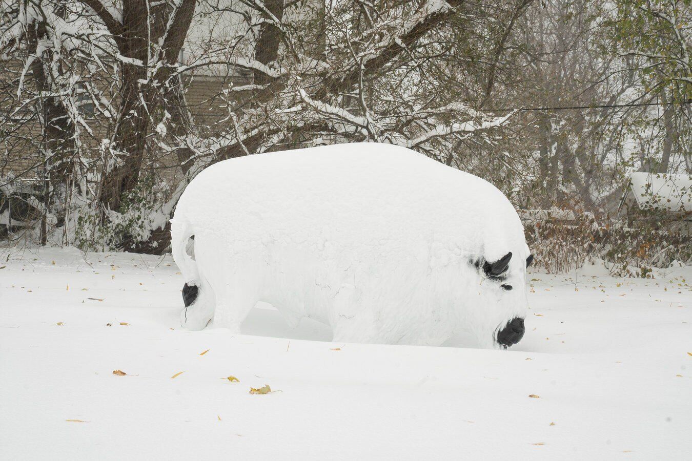 Buried bison in Buffalo